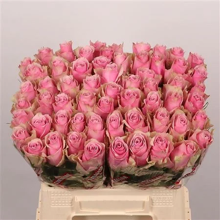 R-GR-ATHENA-ROYALE-40CM