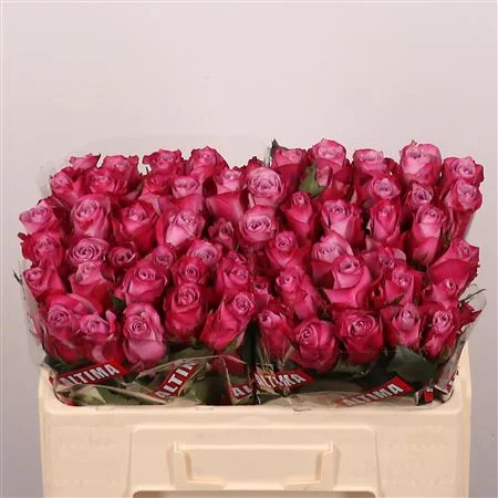 R-GR-DEEP-PURPLE-50CM