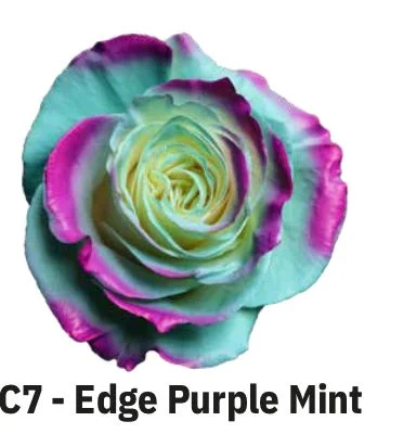 Boyalı Ekvator Gül Edge Purple