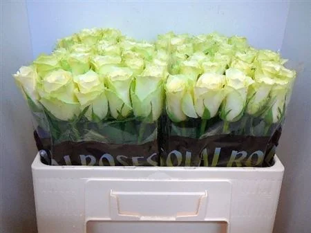 R-GR-ATHENA-SOLAİ ROSES-50CM