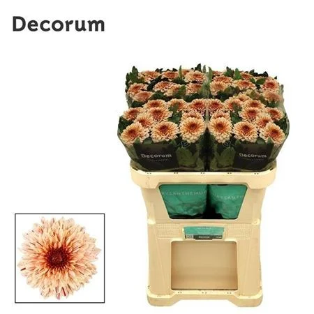 CHR-G-PIP-SALMON-70CM