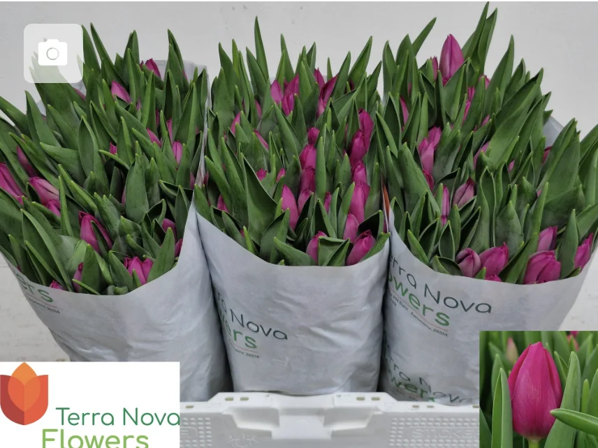 TU-EN-PINK-ARDOUR-41CM