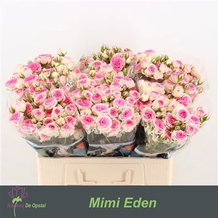 R-TR-MIMI-EDEN-55CM