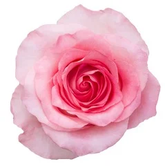 MANDALA EKVATOR GÜL 