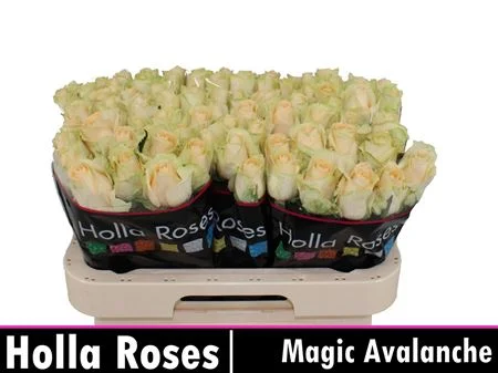 R-GR-MAG-AVALANCHE-60CM