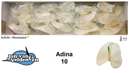 ANTH-A-ADINA-60CM