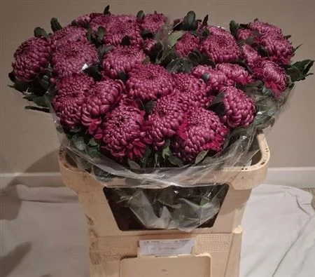 CHR-G-BIGOUDI-PURPLE-65CM