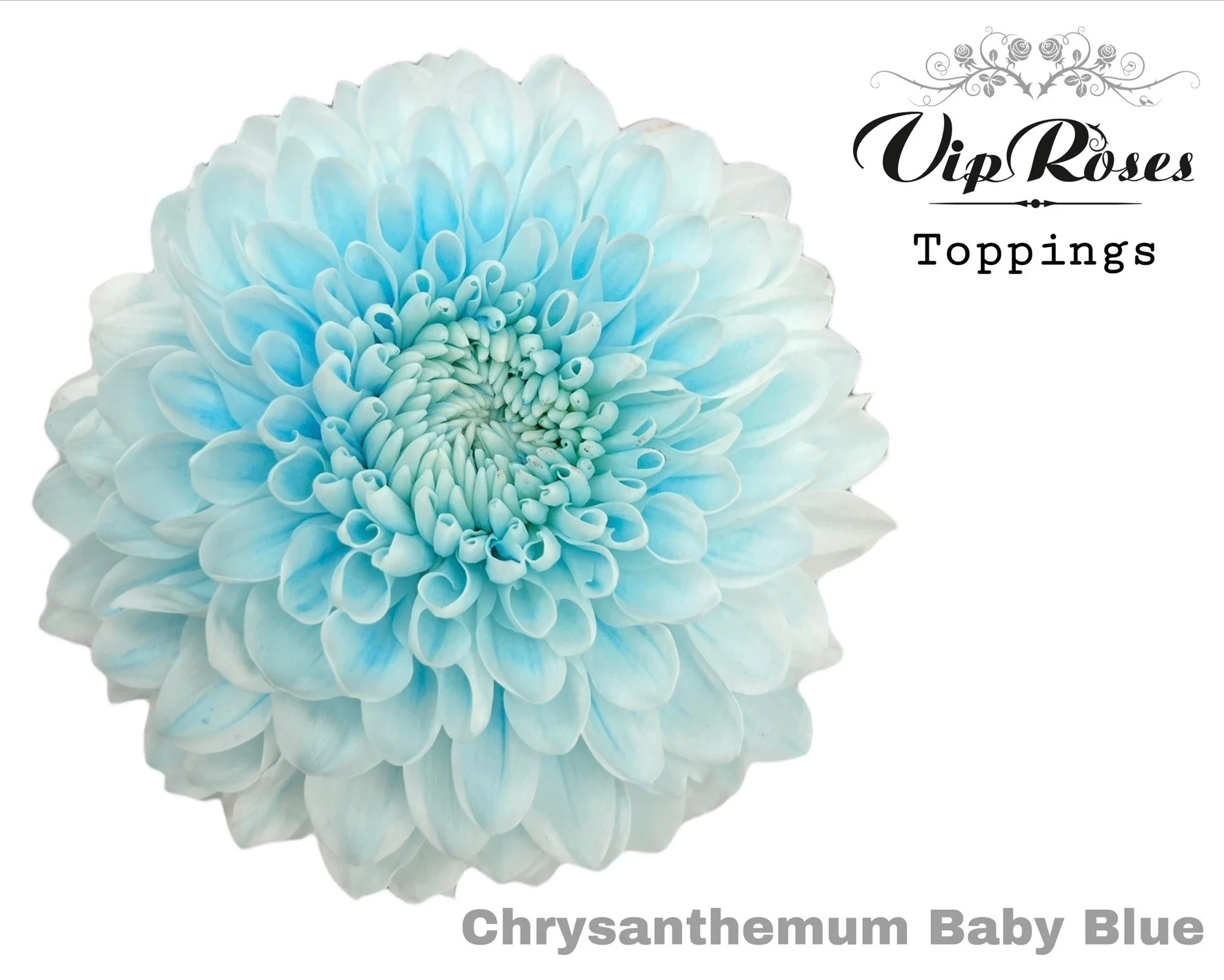 CHR-G-BABY-BLUE-75CM