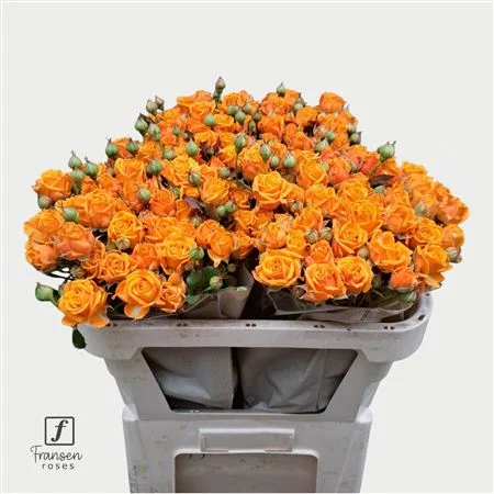 R-TR-ORANGE-QUEEN-70CM