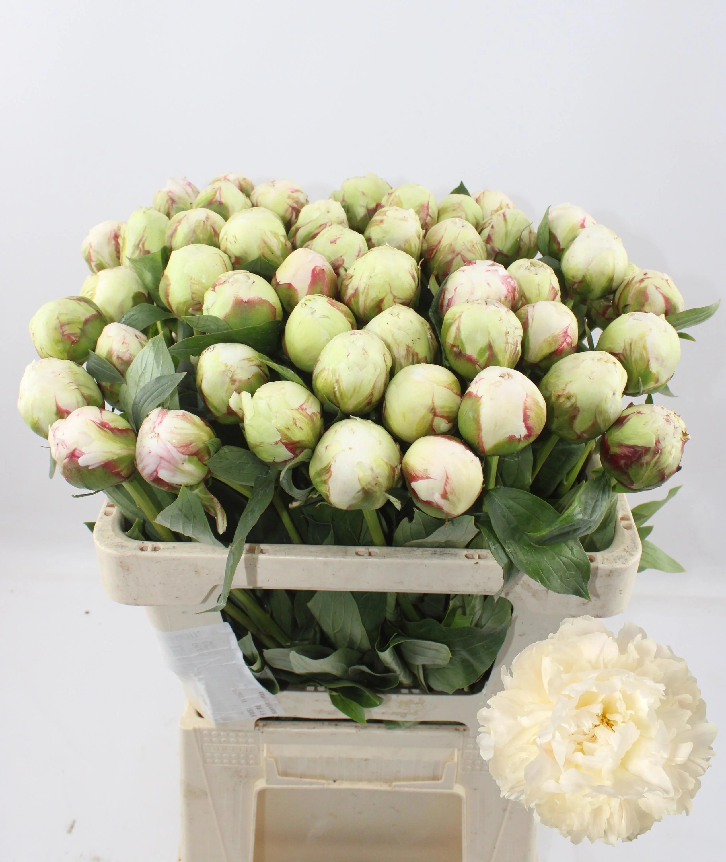 PAEO-L-BOWL-OF-CREAM-55CM