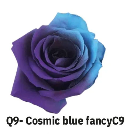 Boyalı Ekvator Gül Cosmic Blue