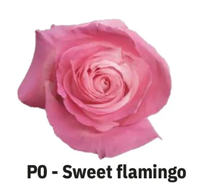 Boyalı Ekvator Gül Sweet Flamingo 