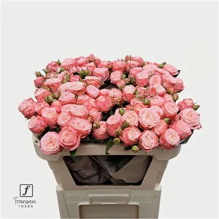 R-TR-FIRST-DATE-70CM