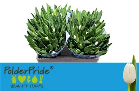 TU-EN-ROYAL-VIRGIN-38CM