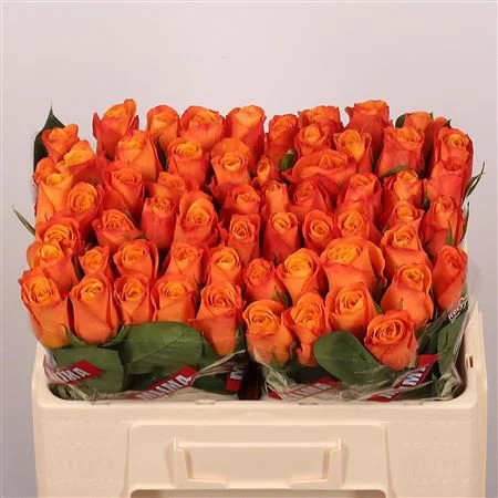 R-GR-CONFIDENTIAL-50CM