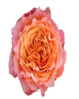 FREE SPİRİT EKVATOR GÜL 