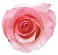 BOULEVARD EKVATOR GÜL 