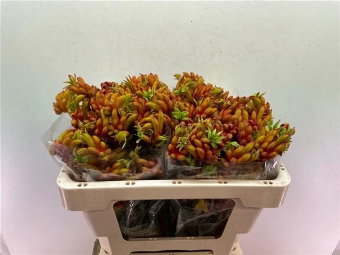 ANIGOZ-BUSH-TANGO-50CM-50CM