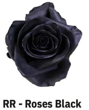 Boyalı Ekvator Gül Siyah 