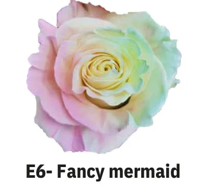 Boyalı Ekvator Gül Fancy Mermarid