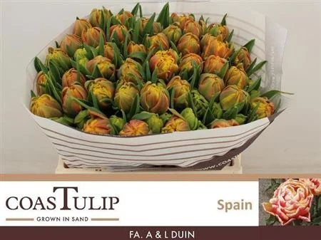 TU-COAS-DU-SPAIN-35CM