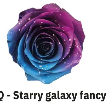 Boyalı Ekvator Gül Galaxy