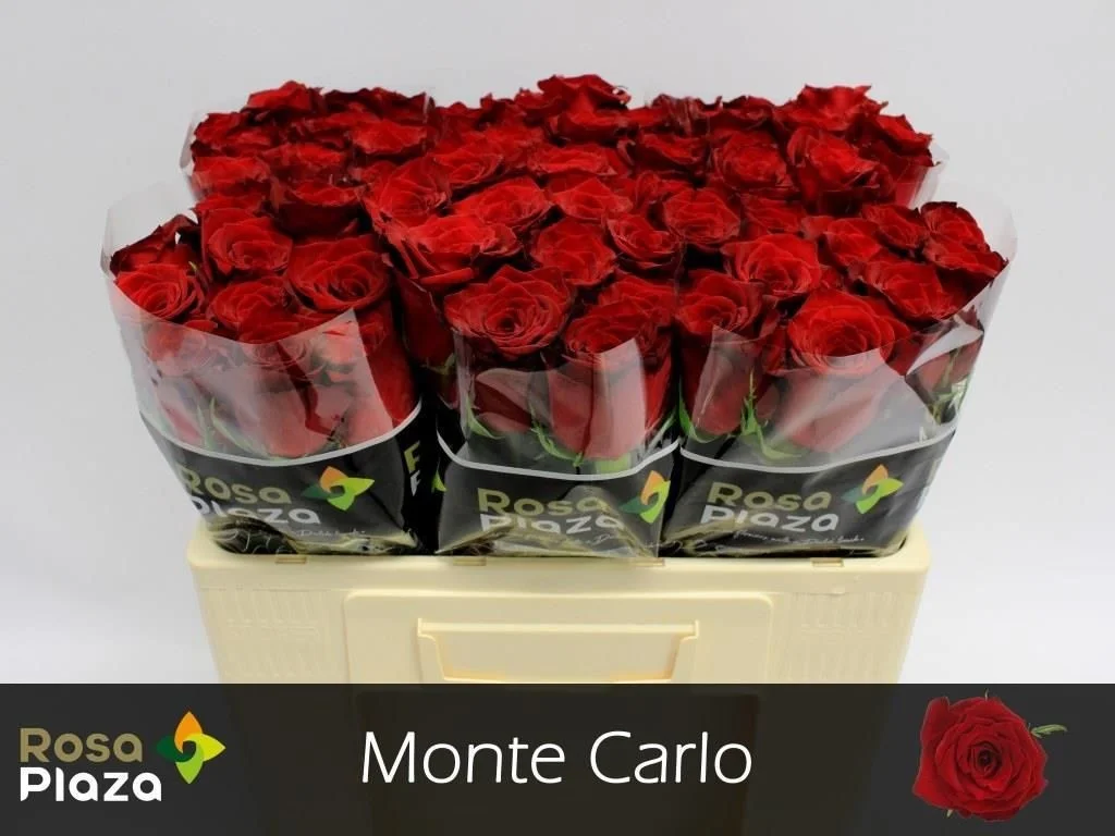 R-GR-MONTE-CARLO-50CM