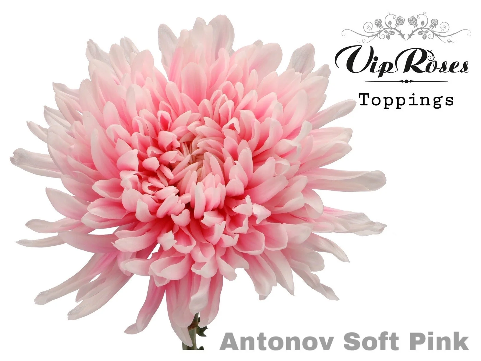 CHR-G-ANTONOV-SOFT-PINK-65CM