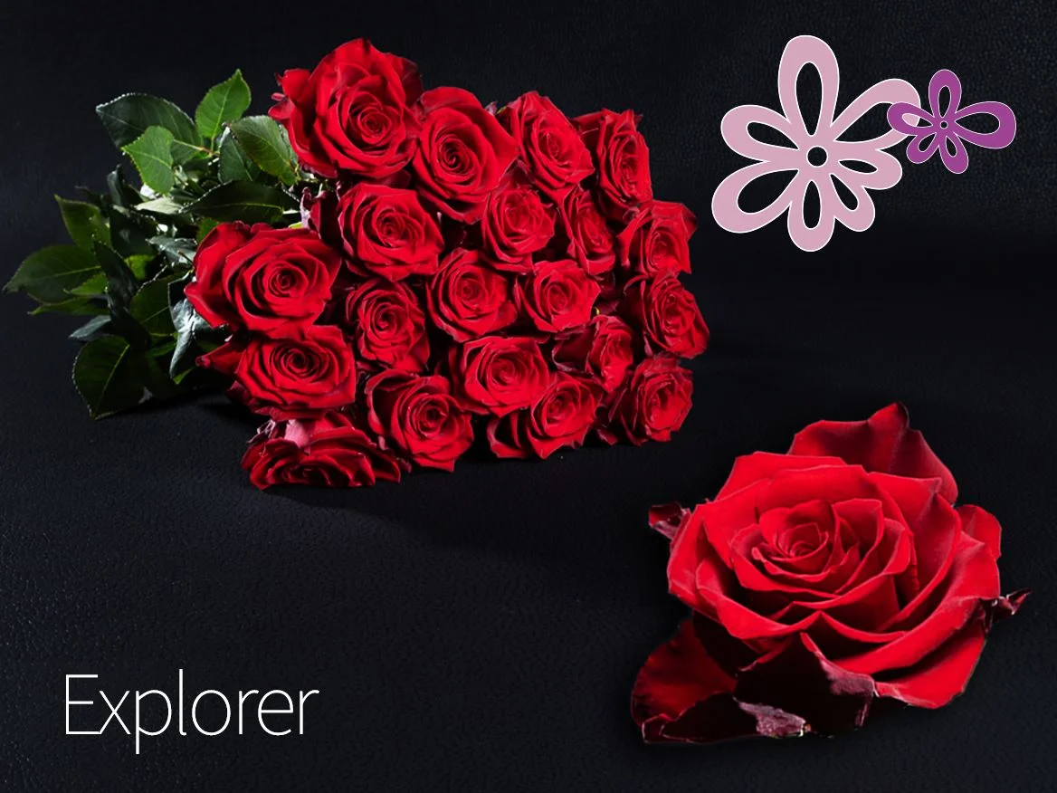 EKVATOR GÜL EXSPOLORER