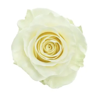 MONDİAL BEYAZ EKVATOR 