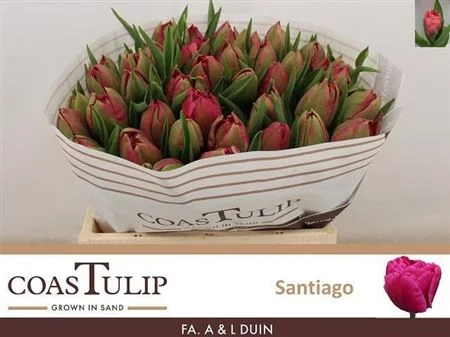 TU-COAS-DU-SANTIAGO-37CM