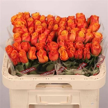 R-GR-CONFIDENTIAL-60CM