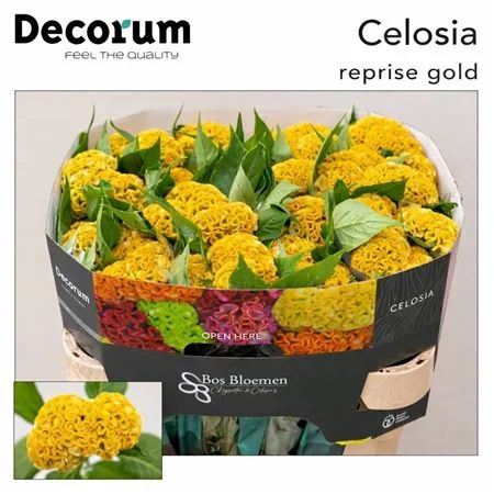 CEL-C-REPRISE-GOLD-72CM-72CM