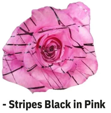 Boyalı Ekvator Gül Stripes Black İn Pink 