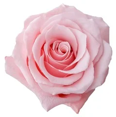 EKVATOR GÜL BE SWEET 