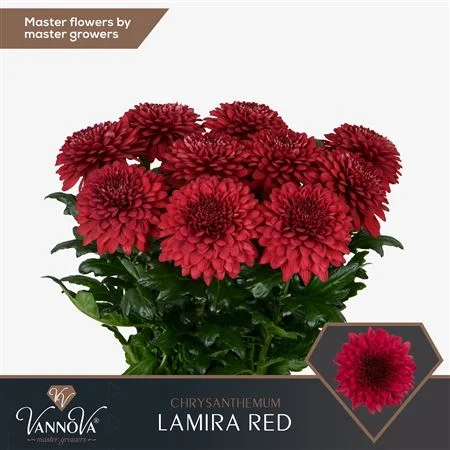 CHR-G-LAMIRA-RED-70CM