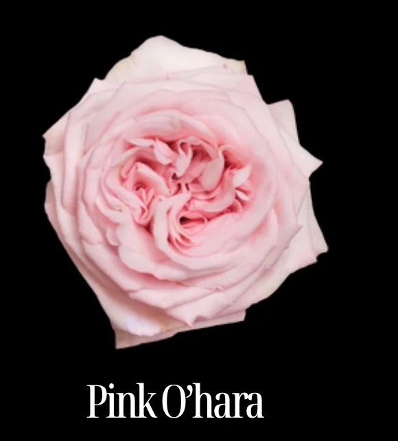 PİNK OHARA EKVATOR GÜL 