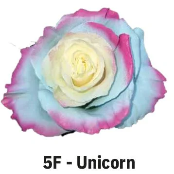 Boyalı Ekvator Gül Unicorn