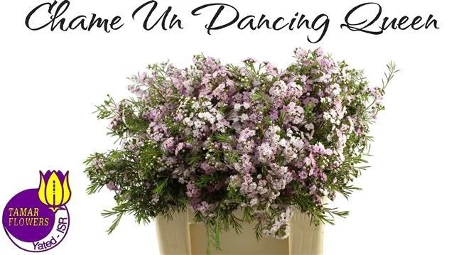 CHAME-UN-DANC-QUEEN-60CM