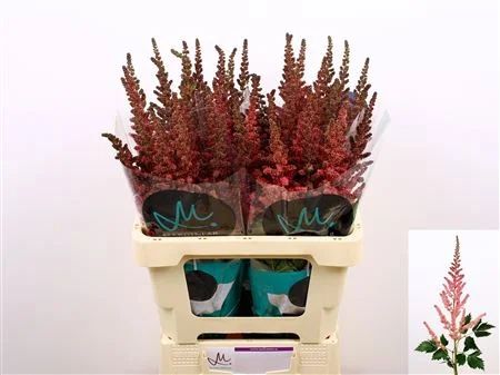 ASTIL-C-VI-PINK-65CM