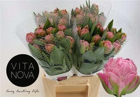 TU-DU-STRAWBER-CREAM-45CM