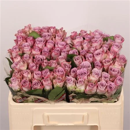 R-GR-MEMORY-LANE-50CM