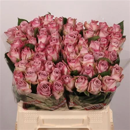 R-GR-MEMORY-LANE-40CM