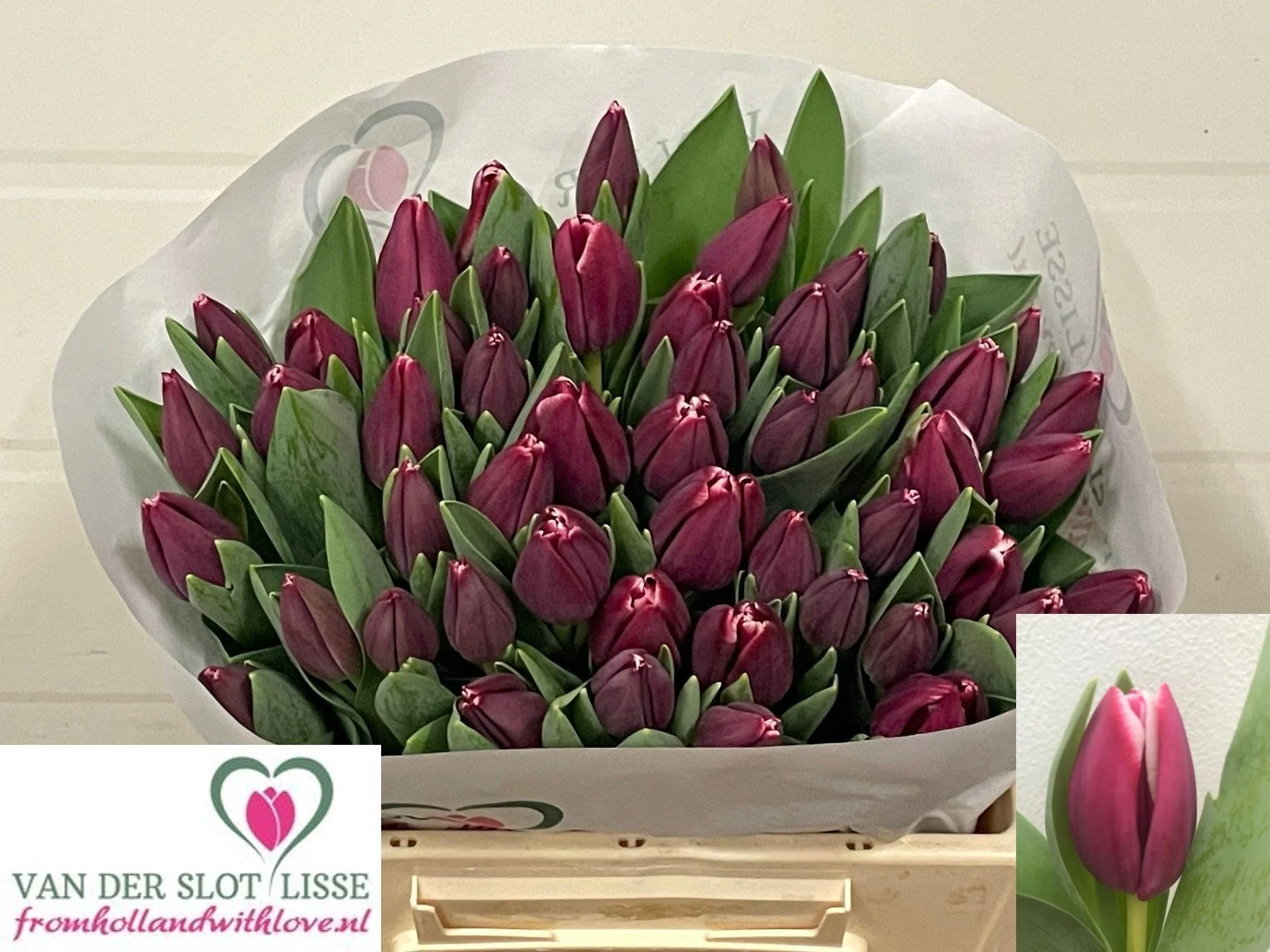 TU-EN-MASTERCLASS-39CM