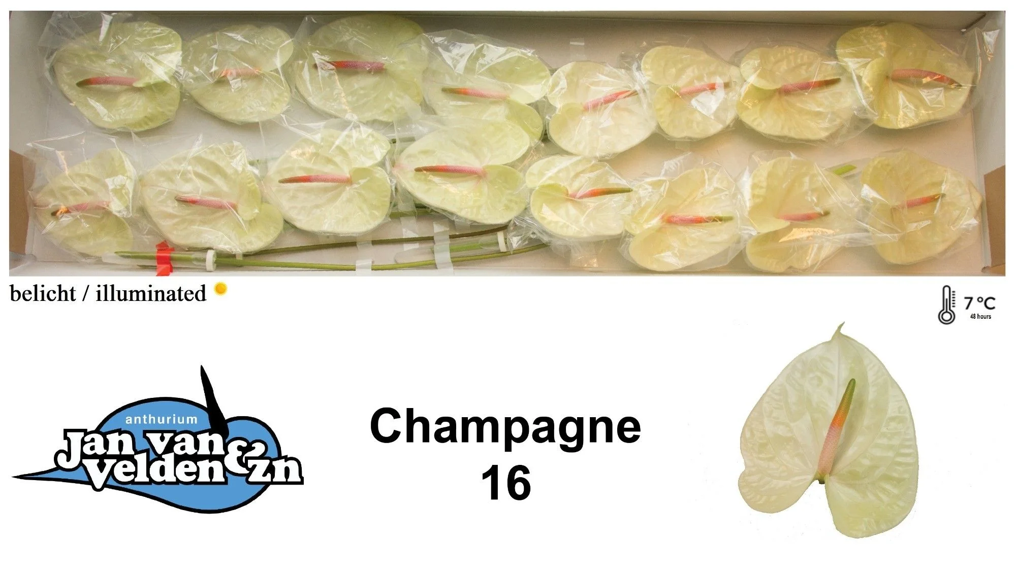 ANTH-A-CHAMPAGNE-55CM