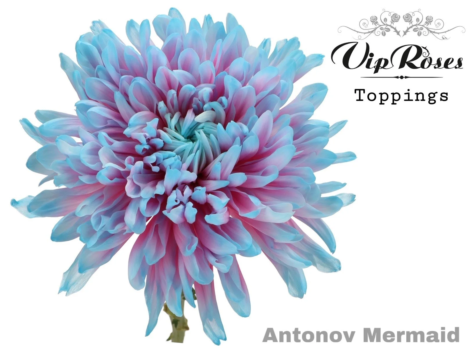 CHR-G-ANTONOV-MERMAID-65CM