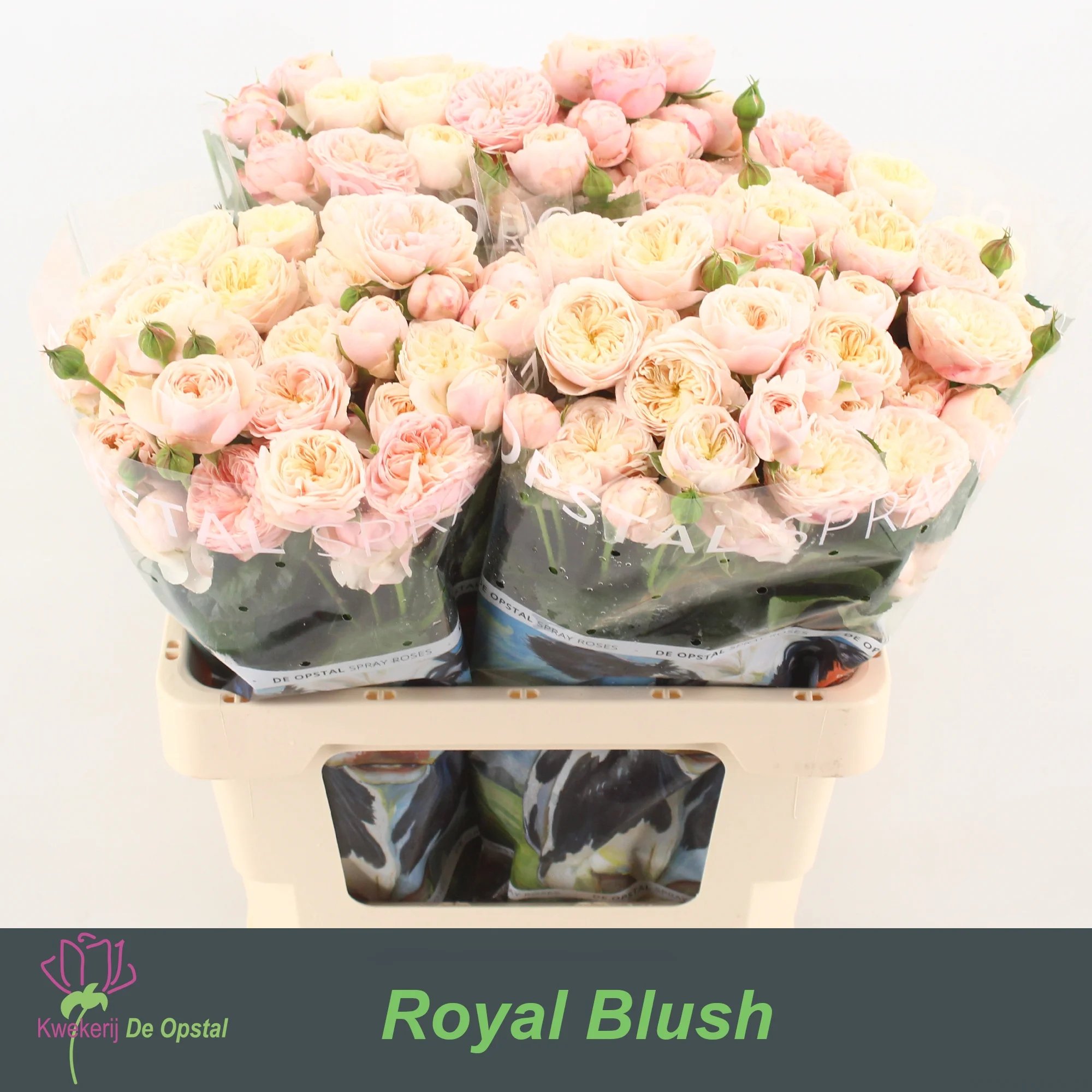 R-TR-ROYAL-BLUSH-60CM