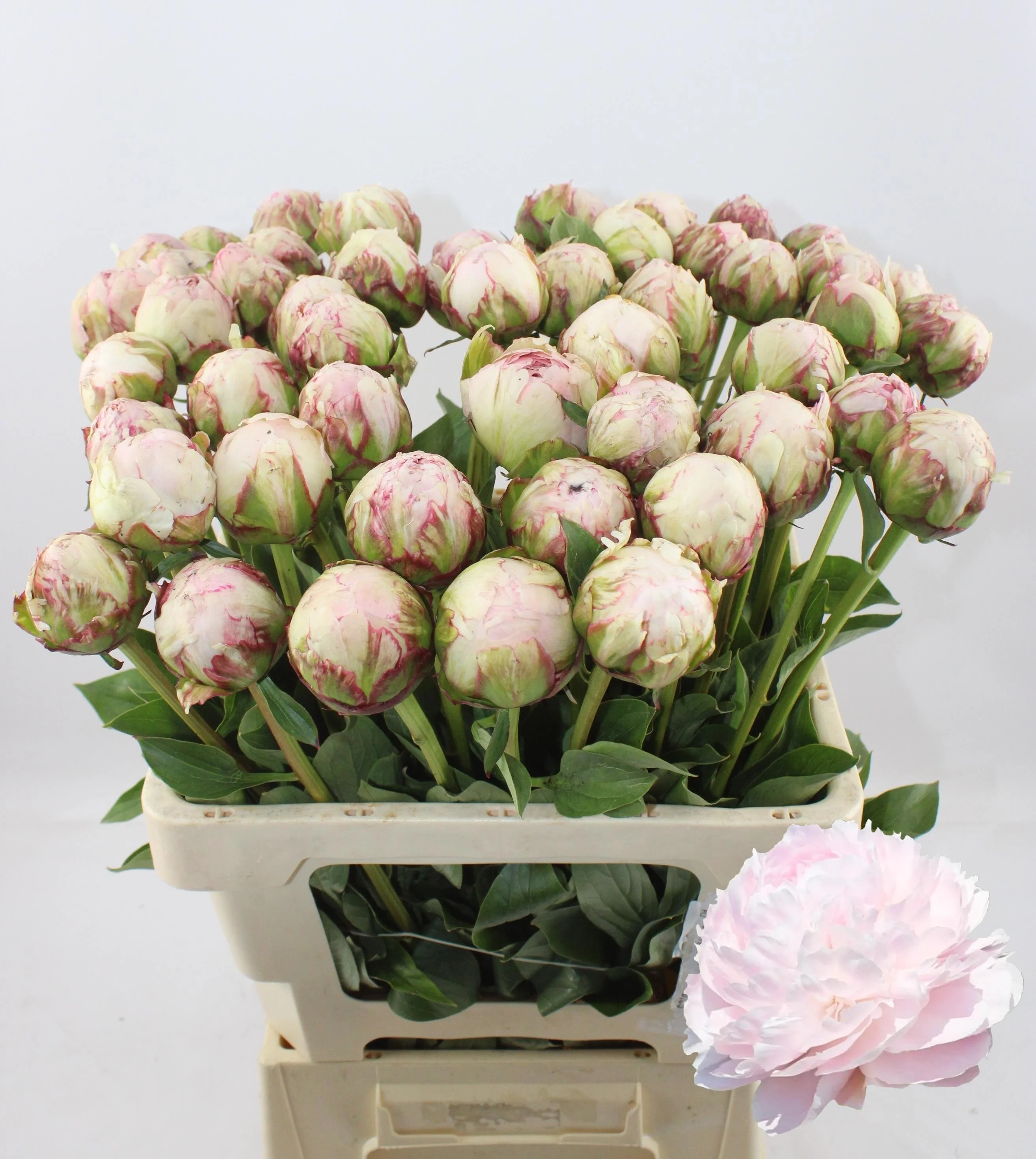 PAEO-L-PILLOW-TALK-60CM