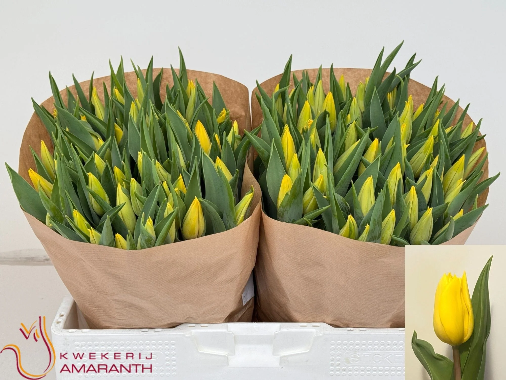 TU-EN-STRONG-GOLD-40CM