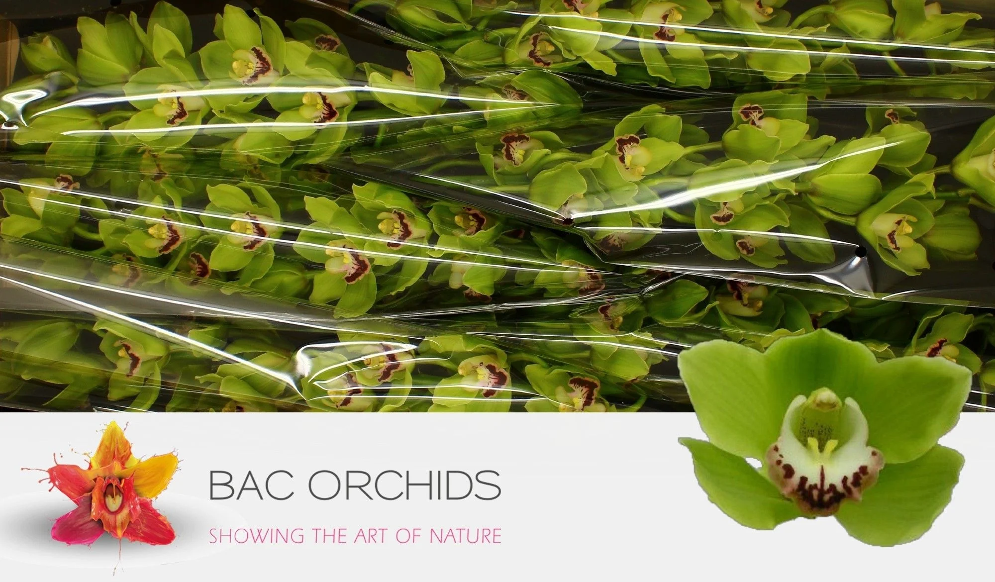 CYMB-T-ALI-ANDERSON-80CM